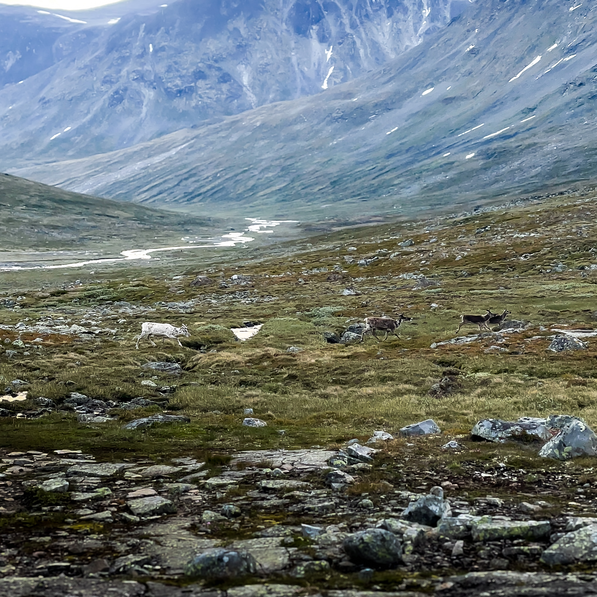 Jotunheimen, Norge <br>7 dages vandretur | 22-08-26 - Billede 4